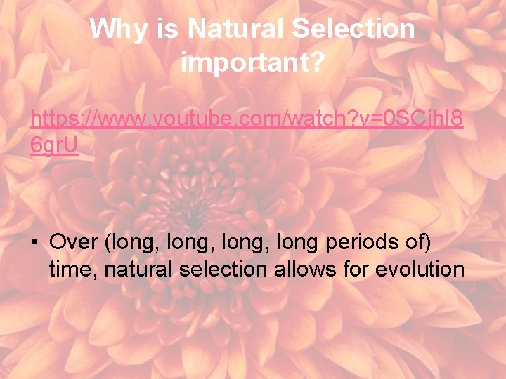 Why is Natural Selection important? https: //www. youtube. com/watch? v=0 SCjh. I 8 6