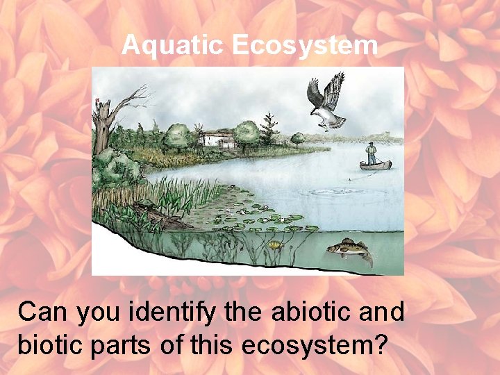 Aquatic Ecosystem Can you identify the abiotic and biotic parts of this ecosystem? 