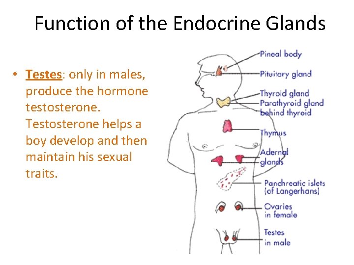 Function of the Endocrine Glands • Testes: only in males, produce the hormone testosterone. Function of the Endocrine Glands • Testes: only in males, produce the hormone testosterone.