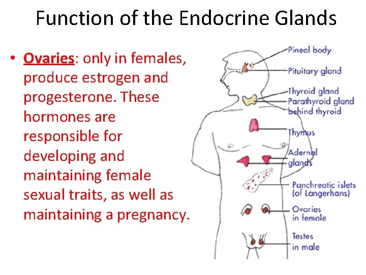 Function of the Endocrine Glands • Ovaries: only in females, produce estrogen and progesterone. Function of the Endocrine Glands • Ovaries: only in females, produce estrogen and progesterone.