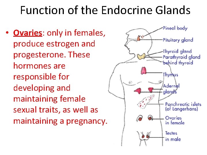 Function of the Endocrine Glands • Ovaries: only in females, produce estrogen and progesterone.