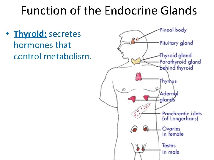 Function of the Endocrine Glands • Thyroid: secretes hormones that control metabolism. 