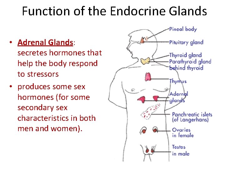 Function of the Endocrine Glands • Adrenal Glands: secretes hormones that help the body