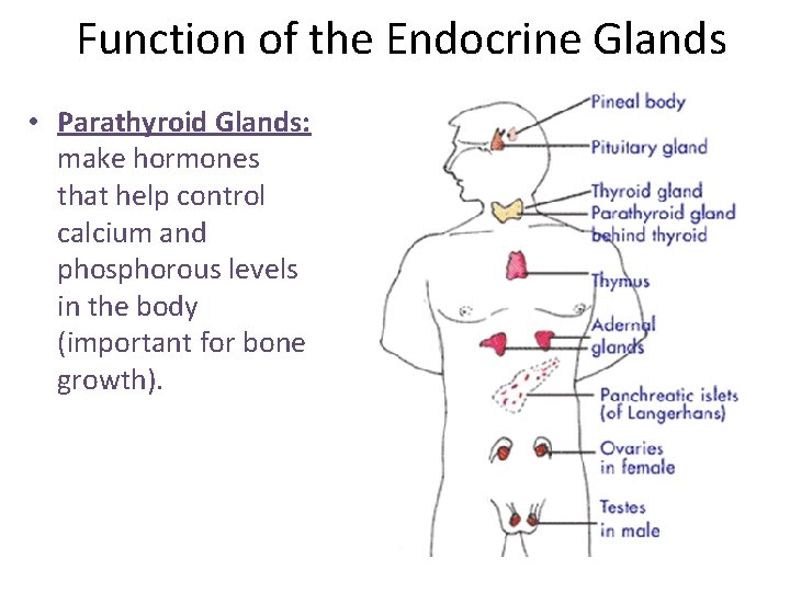 Function of the Endocrine Glands • Parathyroid Glands: make hormones that help control calcium Function of the Endocrine Glands • Parathyroid Glands: make hormones that help control calcium