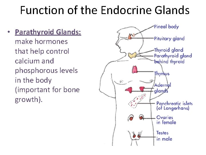 Function of the Endocrine Glands • Parathyroid Glands: make hormones that help control calcium