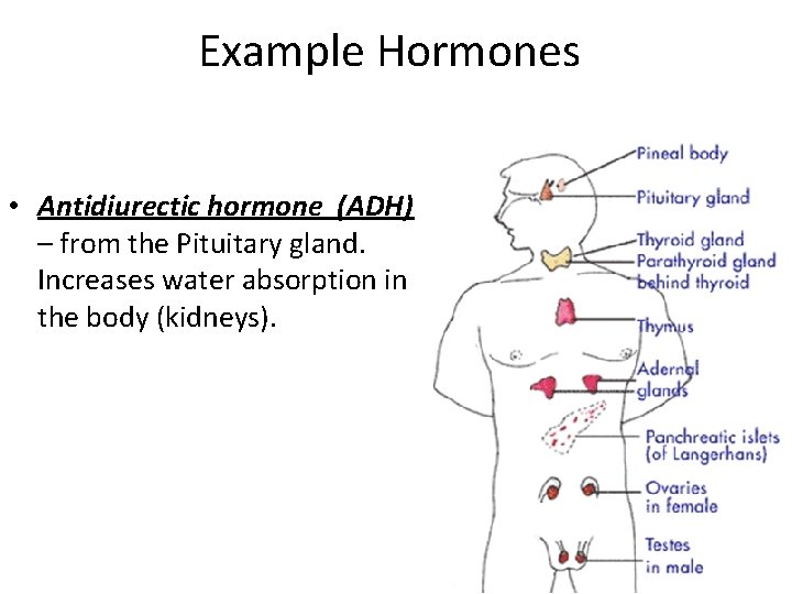 Example Hormones • Antidiurectic hormone (ADH) – from the Pituitary gland. Increases water absorption Example Hormones • Antidiurectic hormone (ADH) – from the Pituitary gland. Increases water absorption