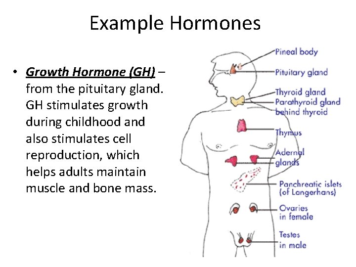 Example Hormones • Growth Hormone (GH) – from the pituitary gland. GH stimulates growth