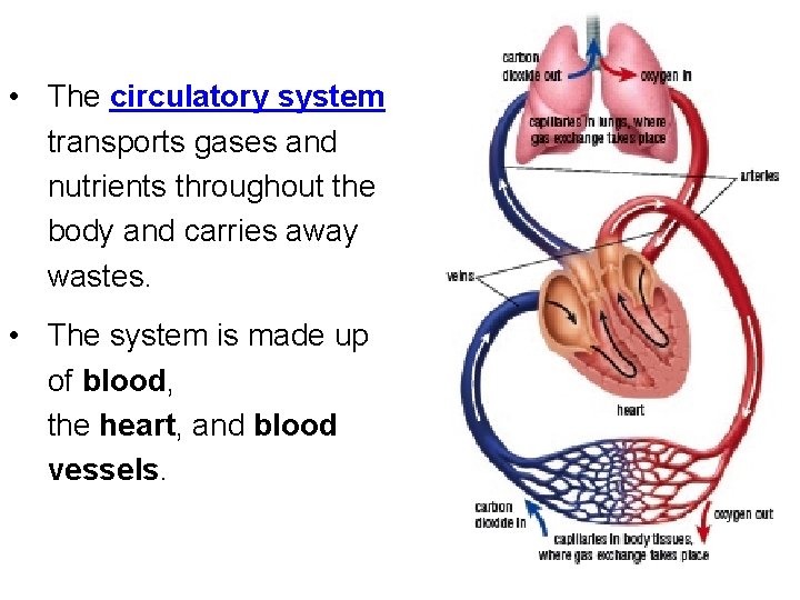  • The circulatory system transports gases and nutrients throughout the body and carries