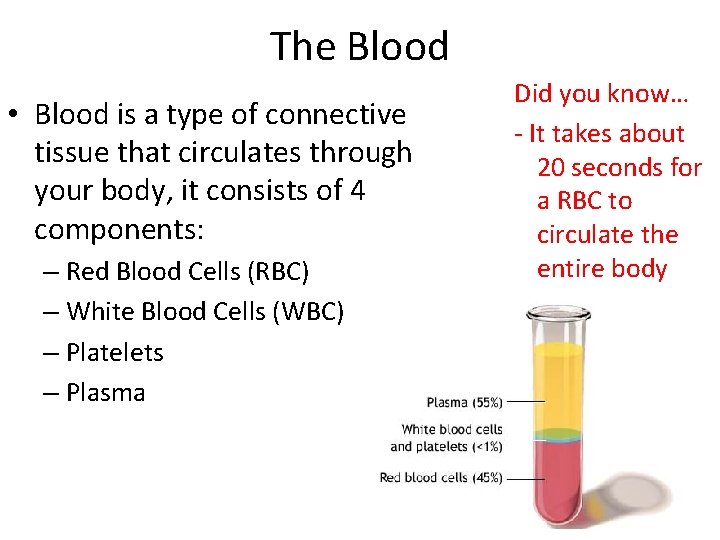 The Blood • Blood is a type of connective tissue that circulates through your