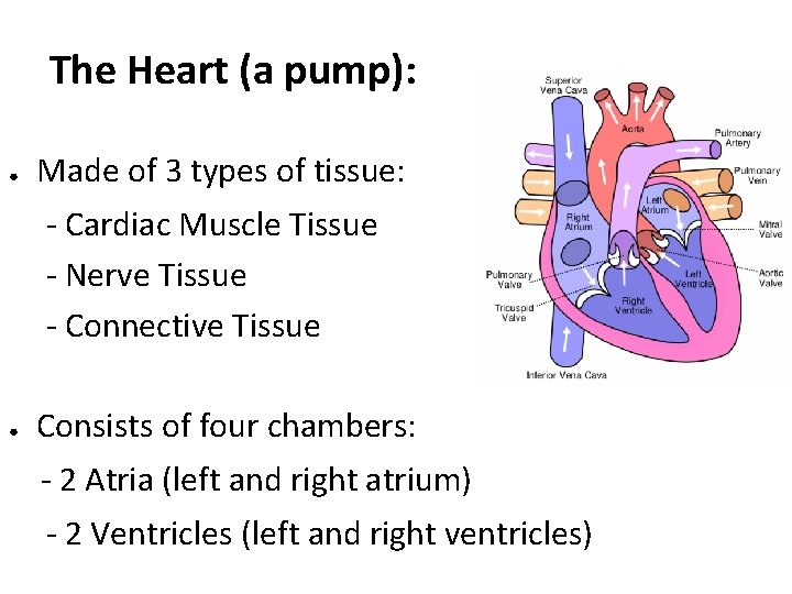 The Heart (a pump): ● Made of 3 types of tissue: - Cardiac Muscle