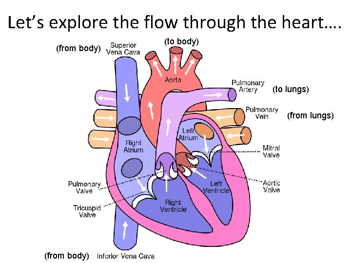 Let’s explore the flow through the heart…. (from body) (to lungs) (from body) Let’s explore the flow through the heart…. (from body) (to lungs) (from body)