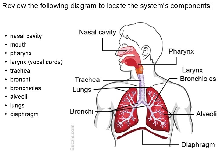 Review the following diagram to locate the system’s components: • • • nasal cavity Review the following diagram to locate the system’s components: • • • nasal cavity