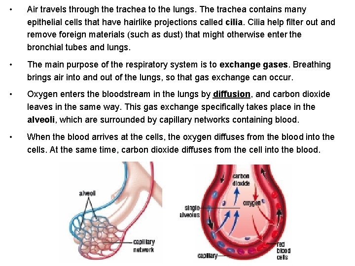 • Air travels through the trachea to the lungs. The trachea contains many • Air travels through the trachea to the lungs. The trachea contains many