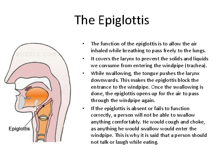 The Epiglottis • • The function of the epiglottis is to allow the air