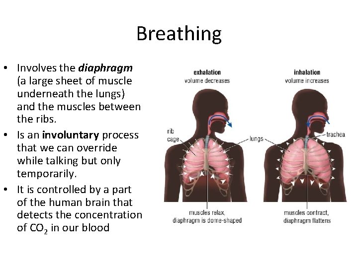 Breathing • Involves the diaphragm (a large sheet of muscle underneath the lungs) and
