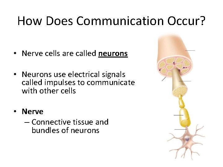 How Does Communication Occur? • Nerve cells are called neurons • Neurons use electrical
