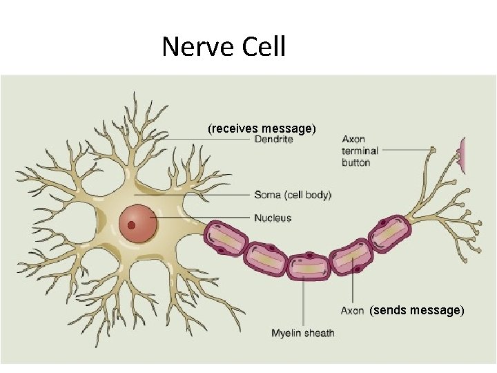 Nerve Cell (receives message) (sends message) 