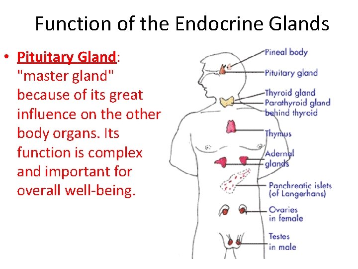 Function of the Endocrine Glands • Pituitary Gland: "master gland" because of its great
