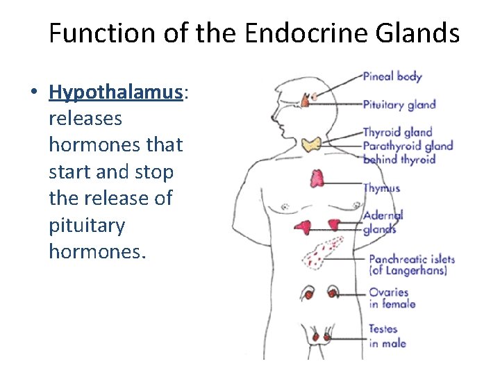 Function of the Endocrine Glands • Hypothalamus: releases hormones that start and stop the