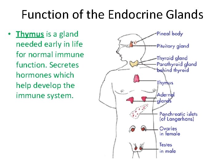 Function of the Endocrine Glands • Thymus is a gland needed early in life Function of the Endocrine Glands • Thymus is a gland needed early in life