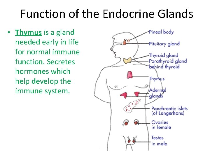 Function of the Endocrine Glands • Thymus is a gland needed early in life