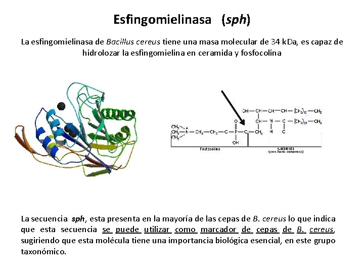 Esfingomielinasa (sph) La esfingomielinasa de Bacillus cereus tiene una masa molecular de 34 k.