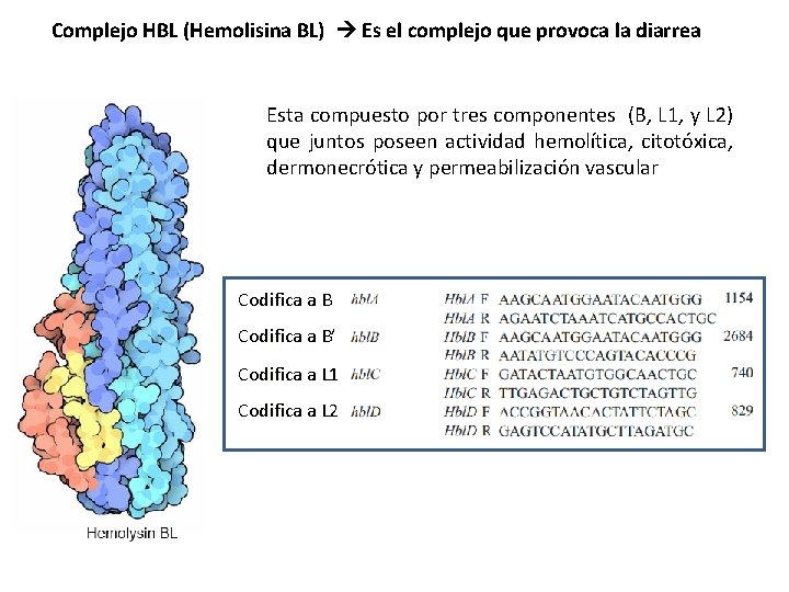 Complejo HBL (Hemolisina BL) Es el complejo que provoca la diarrea Esta compuesto por