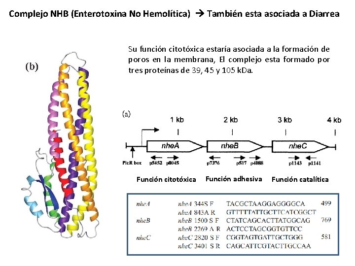 Complejo NHB (Enterotoxina No Hemolítica) También esta asociada a Diarrea Su función citotóxica estaría
