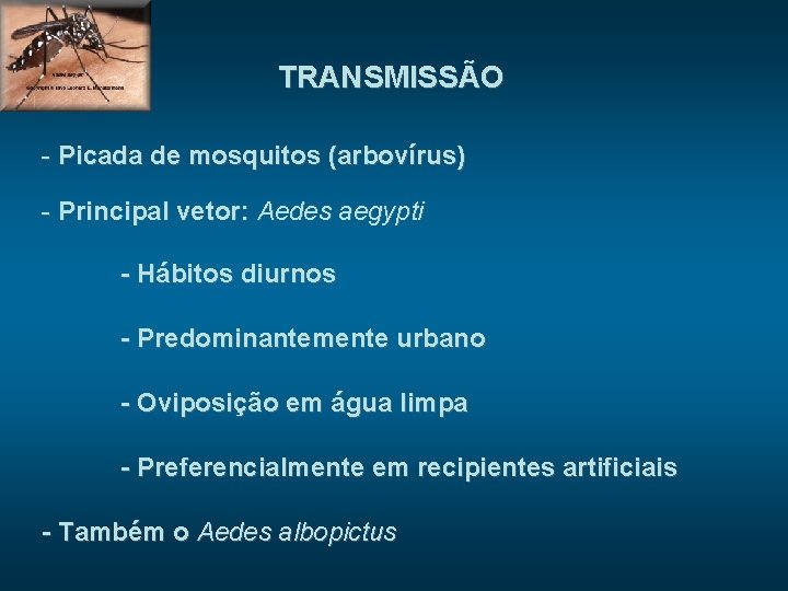 TRANSMISSÃO - Picada de mosquitos (arbovírus) - Principal vetor: Aedes aegypti - Hábitos diurnos
