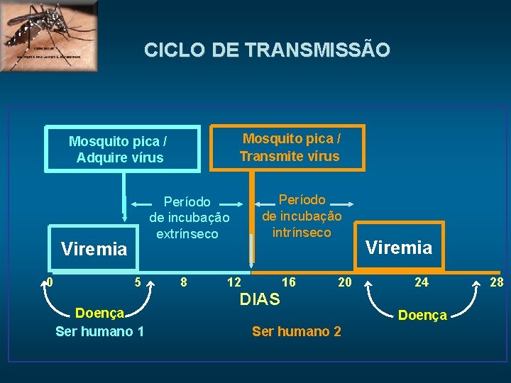 CICLO DE TRANSMISSÃO Mosquito pica / Transmite vírus Mosquito pica / Adquire vírus Viremia