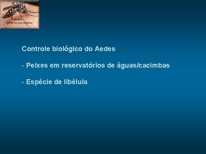 Controle biológico do Aedes - Peixes em reservatórios de águas/cacimbas - Espécie de libélula