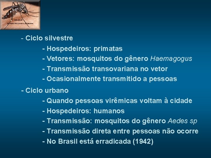 - Ciclo silvestre - Hospedeiros: primatas - Vetores: mosquitos do gênero Haemagogus - Transmissão