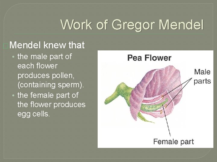 Work of Gregor Mendel �Mendel knew that • the male part of each flower