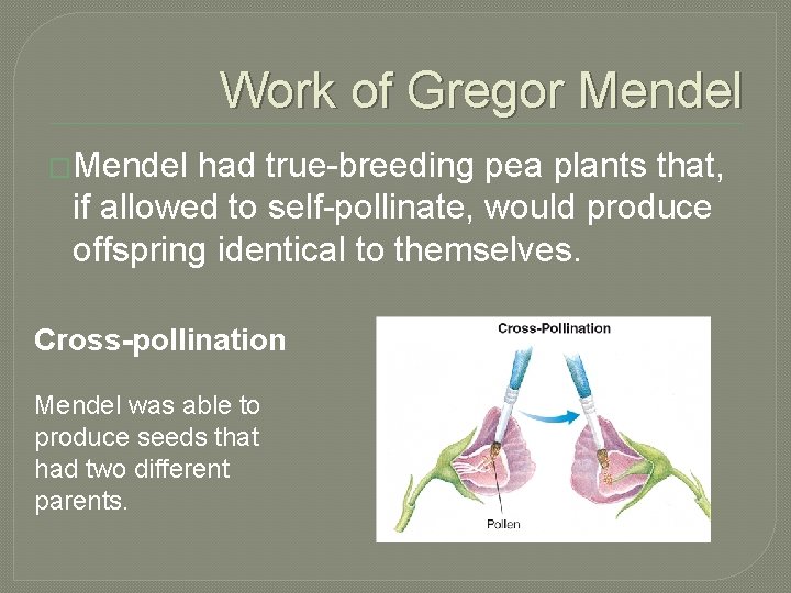 Work of Gregor Mendel �Mendel had true-breeding pea plants that, if allowed to self-pollinate,