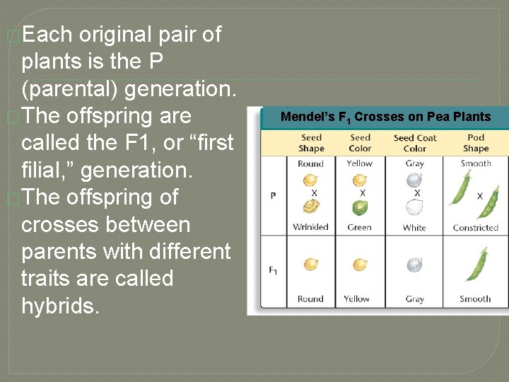 �Each original pair of plants is the P (parental) generation. �The offspring are called