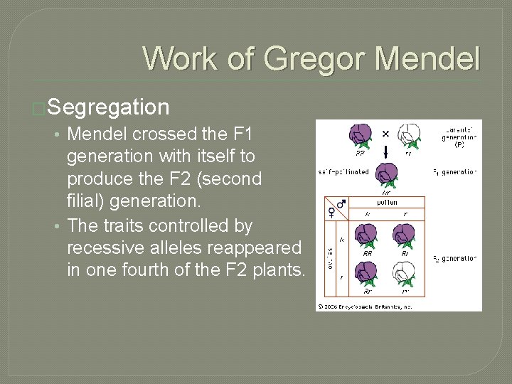 Work of Gregor Mendel �Segregation • Mendel crossed the F 1 generation with itself