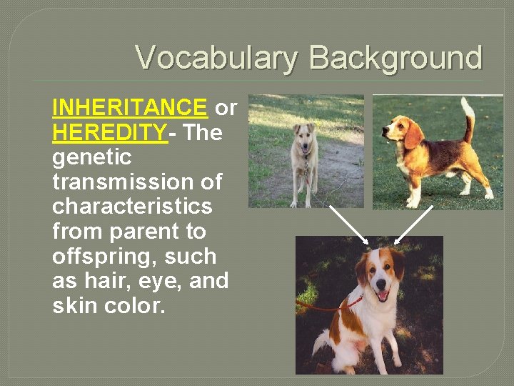 Vocabulary Background INHERITANCE or HEREDITY- The genetic transmission of characteristics from parent to offspring,