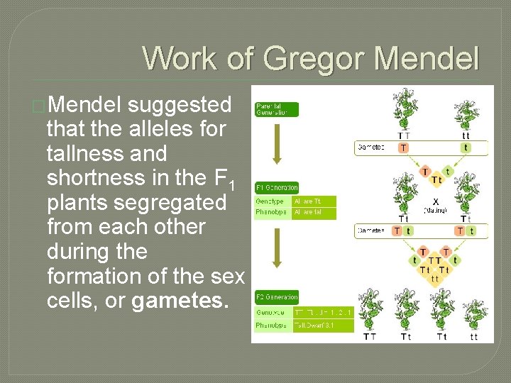 Work of Gregor Mendel �Mendel suggested that the alleles for tallness and shortness in