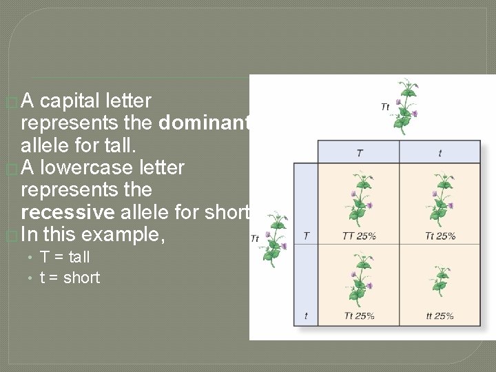 �A capital letter represents the dominant allele for tall. � A lowercase letter represents