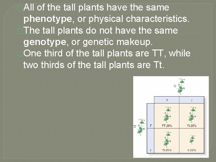 �All of the tall plants have the same phenotype, or physical characteristics. �The tall