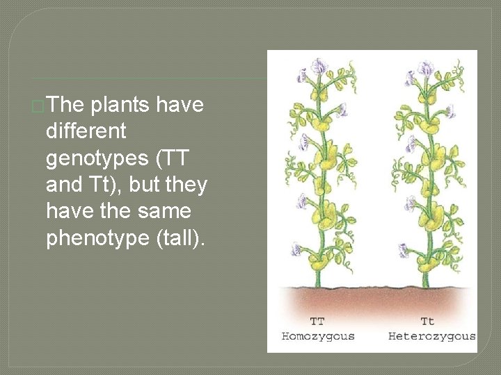 �The plants have different genotypes (TT and Tt), but they have the same phenotype
