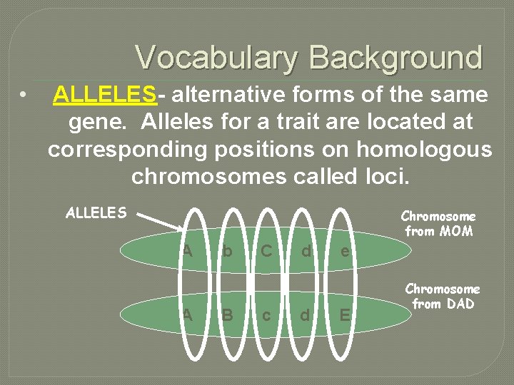 Vocabulary Background • ALLELES- alternative forms of the same gene. Alleles for a trait
