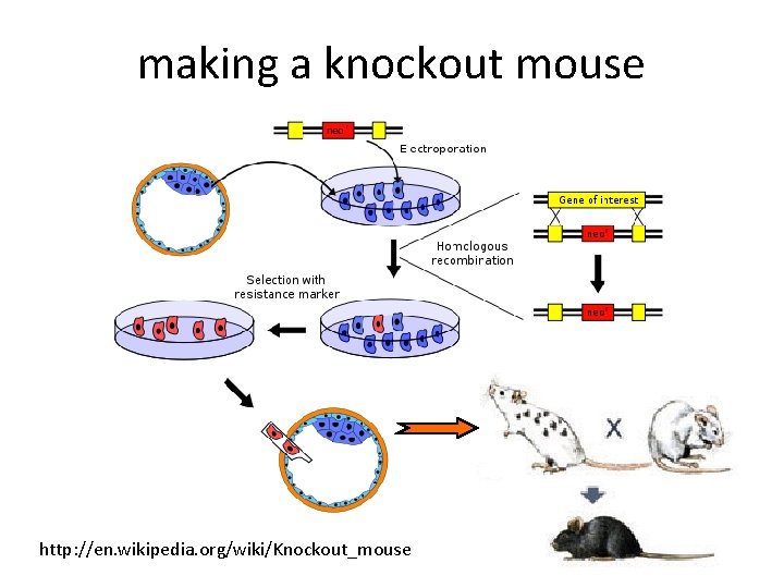 making a knockout mouse http: //en. wikipedia. org/wiki/Knockout_mouse 