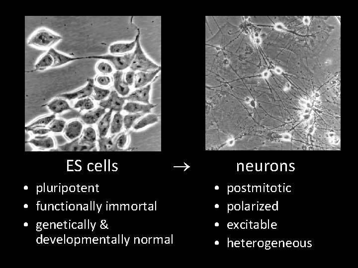 ES cells ® • pluripotent • functionally immortal • genetically & developmentally normal neurons