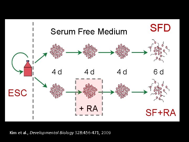 Serum Free Medium 4 d 4 d 4 d SFD 6 d ESC +