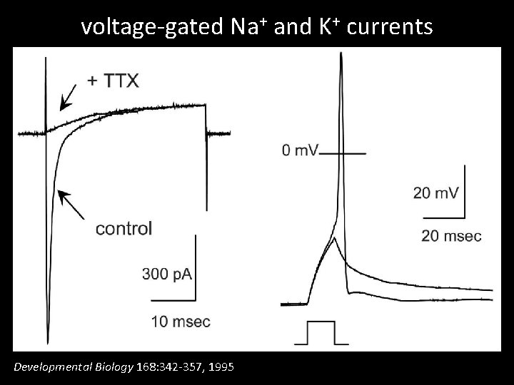 voltage-gated Na+ and K+ currents Developmental Biology 168: 342 -357, 1995 