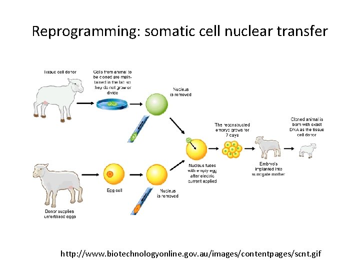 Reprogramming: somatic cell nuclear transfer http: //www. biotechnologyonline. gov. au/images/contentpages/scnt. gif 