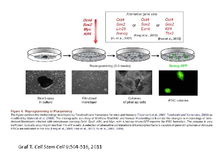 Graf T. Cell Stem Cell 9: 504 -516, 2011 