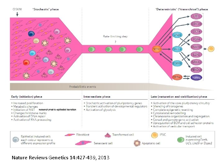 Nature Reviews Genetics 14: 427 -439, 2013 