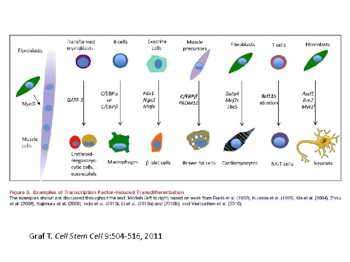 Graf T. Cell Stem Cell 9: 504 -516, 2011 